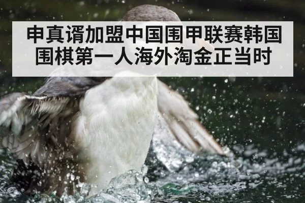 申真谞加盟中国围甲联赛韩国围棋第一人海外淘金正当时